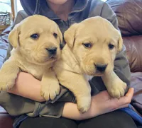 Sandy, a female Labrador Retriever for sale in North Freedom, WI – Photo 3 of 4