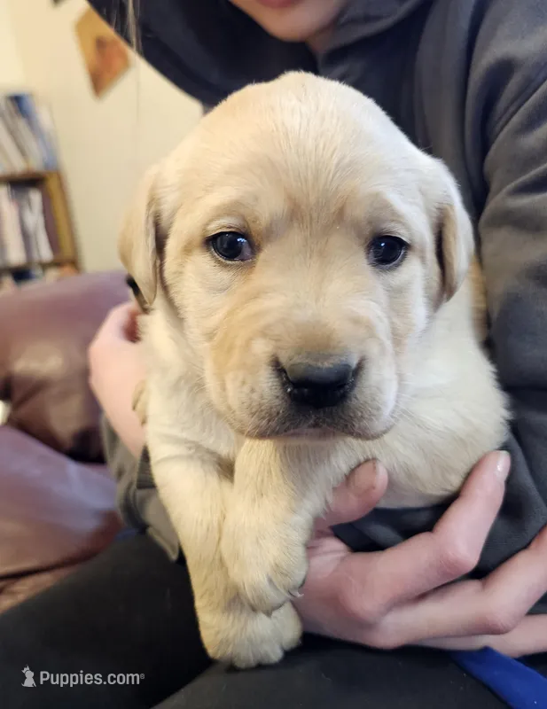Sandy – Labrador Retriever puppy for sale in North Freedom, WI