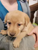 Lila Jane, a female Labrador Retriever for sale in North Freedom, WI – Photo 4 of 4