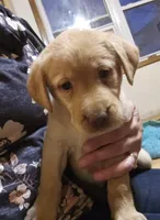 Natalie , a female Labrador Retriever for sale in North Freedom, WI – Photo 1 of 3