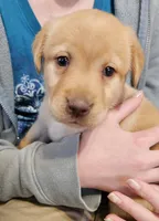 Lila Jane, a female Labrador Retriever for sale in North Freedom, WI – Photo 3 of 4