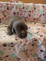 Molly, a female Labrador Retriever for sale in North Freedom, WI – 4 of 4