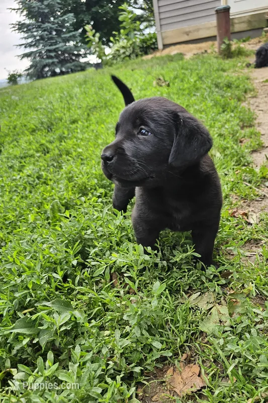Luna – Labrador Retriever puppy for sale in North Freedom, WI