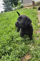 Luna, a female Labrador Retriever for sale in North Freedom, WI – 3 of 4