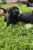 Luna, a female Labrador Retriever for sale in North Freedom, WI – 2 of 4