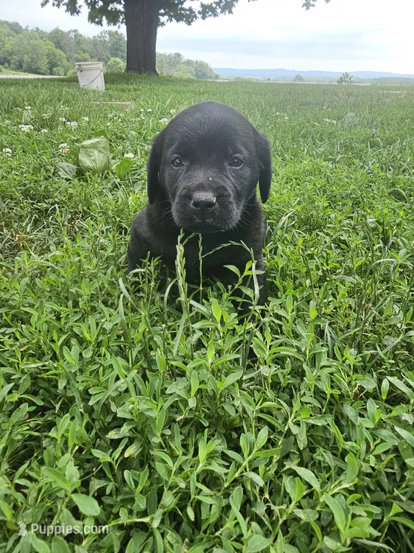 Luna, a female Labrador Retriever for sale in North Freedom, WI – 1 of 4