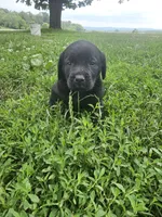 Luna, a female Labrador Retriever for sale in North Freedom, WI – 1 of 4