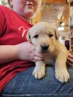Candy, a female Labrador Retriever for sale in North Freedom, WI – Photo 5 of 5