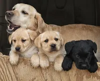 Candy, AKC English, a female Labrador Retriever for sale in North Freedom, WI – Photo 2 of 10