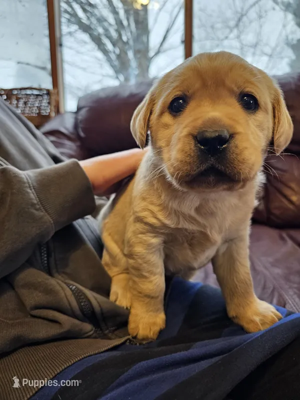 Candy, AKC English – Labrador Retriever puppy for sale in North Freedom, WI