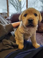 Candy, a female Labrador Retriever for sale in North Freedom, WI – Photo 4 of 5