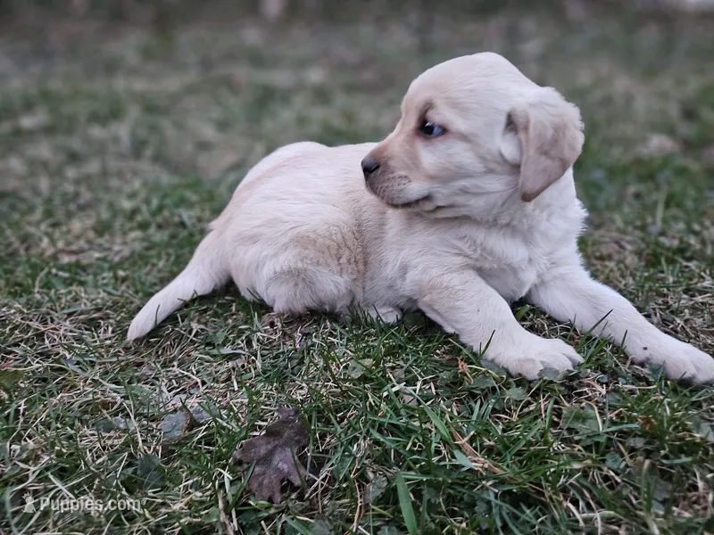 Candy, AKC English – Labrador Retriever puppy for sale in North Freedom, WI