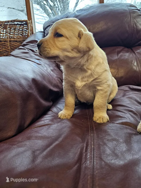 Candy – Labrador Retriever puppy for sale in North Freedom, WI