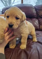 Candy, a female Labrador Retriever for sale in North Freedom, WI – Photo 2 of 5