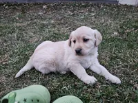Candy, AKC English, a female Labrador Retriever for sale in North Freedom, WI – Photo 7 of 10
