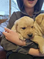 Candy, a female Labrador Retriever for sale in North Freedom, WI – Photo 3 of 5