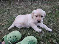 Candy, AKC English, a female Labrador Retriever for sale in North Freedom, WI – Photo 8 of 10