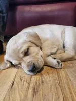 Candy, AKC English, a female Labrador Retriever for sale in North Freedom, WI – Photo 10 of 10