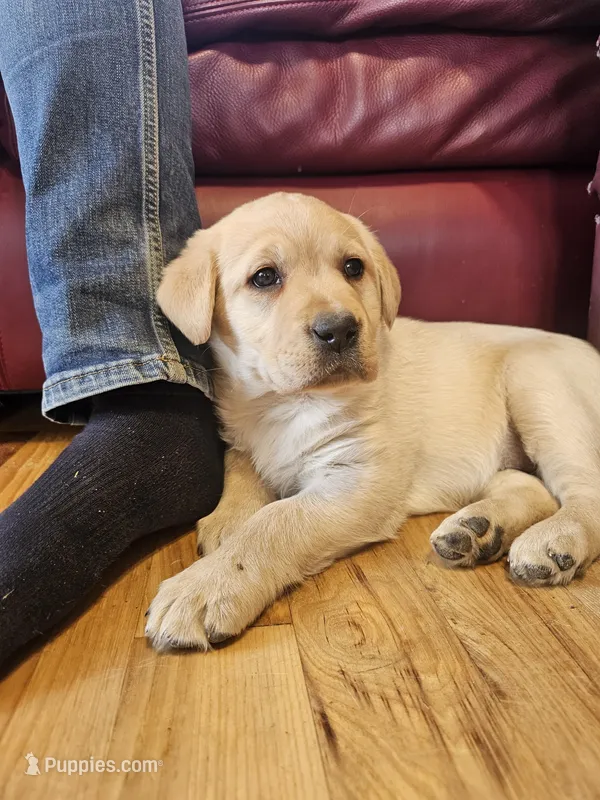 Candy, AKC English – Labrador Retriever puppy for sale in North Freedom, WI