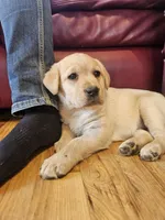 Candy, AKC English, a female Labrador Retriever for sale in North Freedom, WI – Photo 1 of 10
