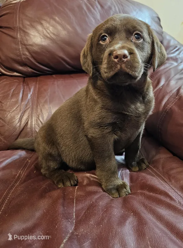 Mocha – Labrador Retriever puppy for sale in North Freedom, WI