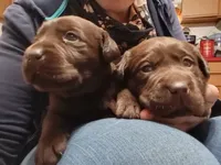 Mocha, a female Labrador Retriever for sale in North Freedom, WI – Photo 2 of 3