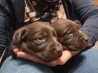 Mocha, a female Labrador Retriever for sale in North Freedom, WI – Photo 3 of 3