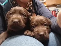 Mocha, a female Labrador Retriever for sale in North Freedom, WI – Photo 1 of 3