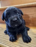 Dandy, a female Labrador Retriever for sale in North Freedom, WI – Photo 4 of 4