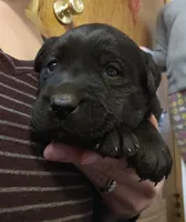 Dandy, a female Labrador Retriever for sale in North Freedom, WI – Photo 2 of 4
