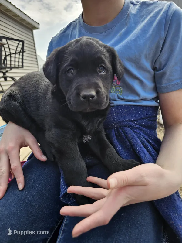Dandy, AKC English  – Labrador Retriever puppy for sale in North Freedom, WI