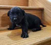 Dandy, a female Labrador Retriever for sale in North Freedom, WI – Photo 3 of 4