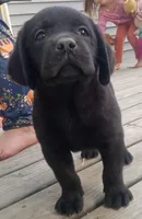 Freddy, a male Labrador Retriever for sale in North Freedom, WI – Photo 5 of 6