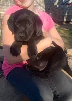 Freddy, a male Labrador Retriever for sale in North Freedom, WI – Photo 1 of 6