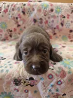 Molly, a female Labrador Retriever for sale in North Freedom, WI – 3 of 4