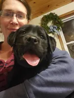 Pippa, a female Labrador Retriever for sale in North Freedom, WI – Photo 2 of 4