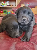 Pippa, a female Labrador Retriever for sale in North Freedom, WI – Photo 4 of 4