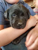 Pippa, a female Labrador Retriever for sale in North Freedom, WI – Photo 3 of 4