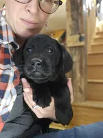 Pippa, a female Labrador Retriever for sale in North Freedom, WI – Photo 1 of 4