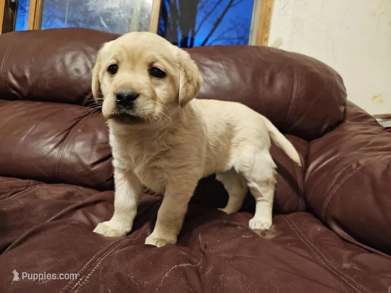 Mandy, AKC English  – Labrador Retriever puppy for sale in North Freedom, WI