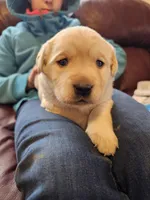Mandy, a female Labrador Retriever for sale in North Freedom, WI – Photo 3 of 3