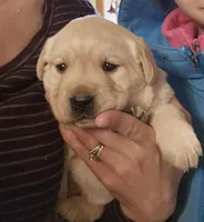 Mandy, a female Labrador Retriever for sale in North Freedom, WI – Photo 1 of 3