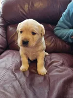 Mandy, a female Labrador Retriever for sale in North Freedom, WI – Photo 2 of 3