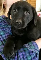 Joey, a male Labrador Retriever for sale in North Freedom, WI – Photo 1 of 4