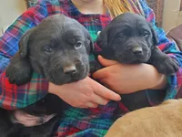 Joey, a male Labrador Retriever for sale in North Freedom, WI – Photo 3 of 4