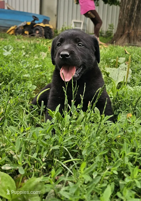Archie – Labrador Retriever puppy for sale in North Freedom, WI
