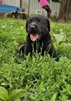 Archie, a male Labrador Retriever for sale in North Freedom, WI – 1 of 2