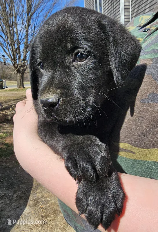 Sir Oliver, AKC English  – Labrador Retriever puppy for sale in North Freedom, WI
