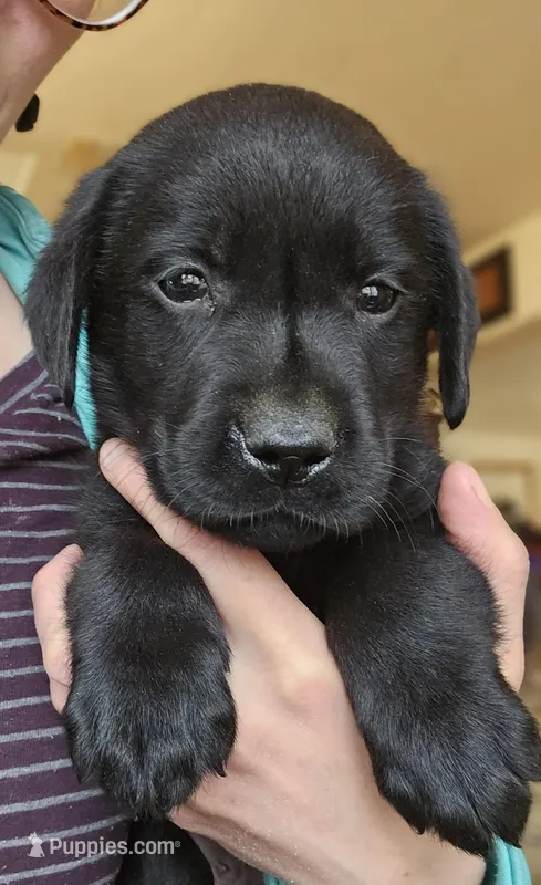 Sir Oliver, AKC English  – Labrador Retriever puppy for sale in North Freedom, WI