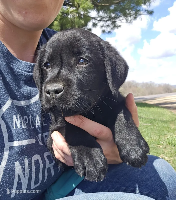 Sir Oliver, AKC English  – Labrador Retriever puppy for sale in North Freedom, WI